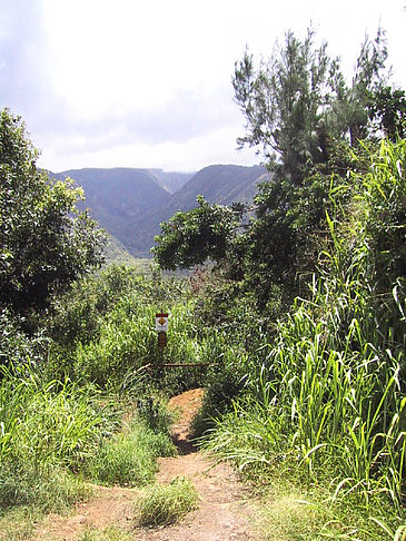 Fotos In Hawaiis Wäldern