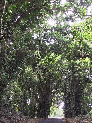 Straßen auf Hawaii Foto 