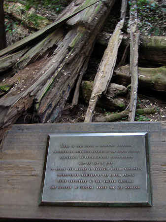 Fotos Muir Wald