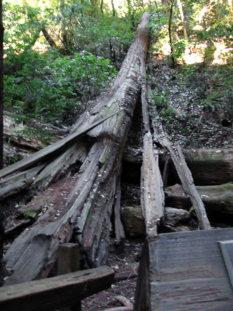 Muir Wald