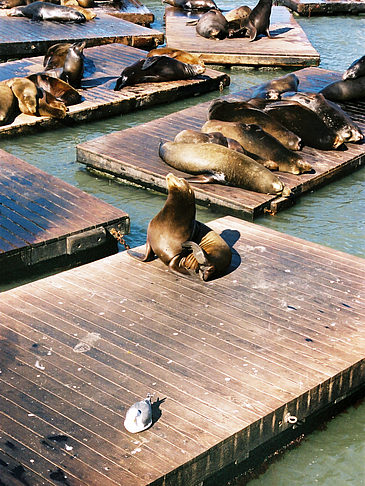Foto Seehunde - Los Angeles