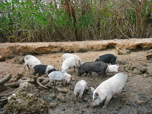 Schweine Foto 