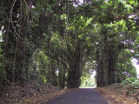 Foto Straßen auf Hawaii - 
