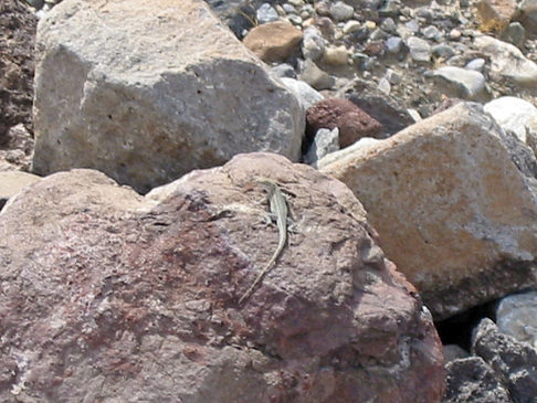 Panamint Springs - Stovepipe Wells
