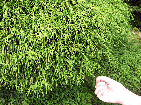 Fotos Golden Gate Park mit Botanischen Garten | San Francisco