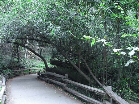 Foto Muir Wald