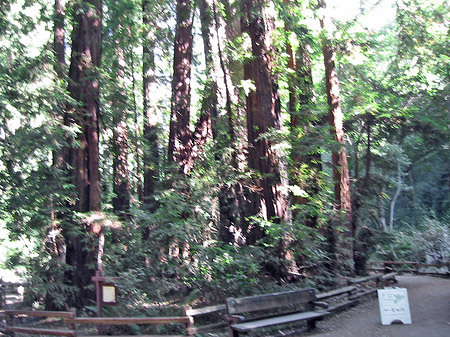 Fotos Muir Wald | 